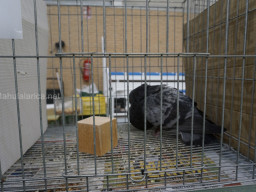 XIV Concurso Exposición de Palomas de Raza en Mula 2024